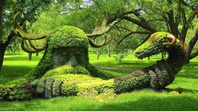 Топиарий — интересное хобби для садовода: быстрый способ создания фигур |  Селовед — идеи дачи и огорода | Дзен