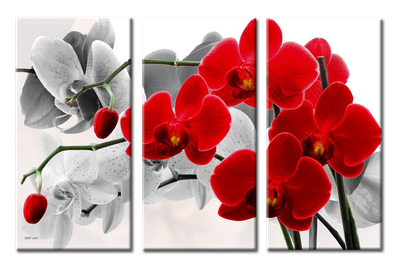 Купить картину Орхидея 3 – Картины в спальню в Киеве, доступная цена в  Украине: фото, описание | Интернет-галерея «Print4you»