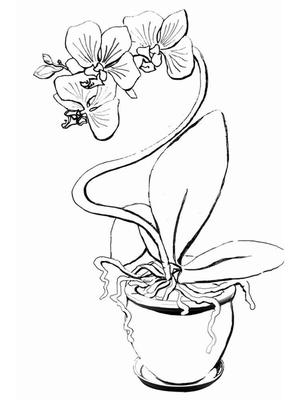 Картина модульная на холсте Орхидеи — Лина и Ко