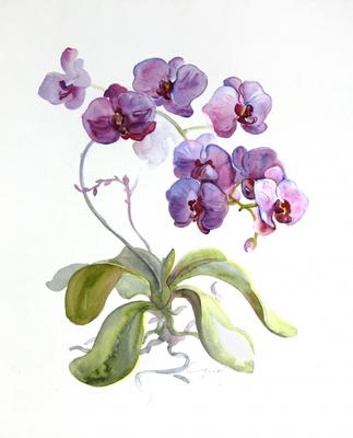 Картина «Орхидея» Холст на картоне, Масло 2022 г.