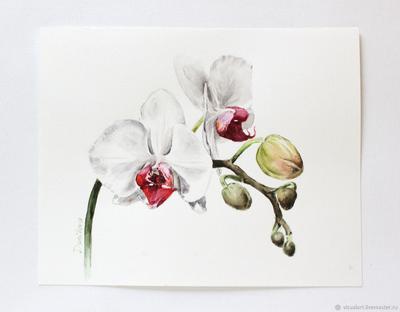 Орхидея в естественной природе - 49 фото