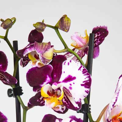 Раскраска Орхидея | Цветочные линейные рисунки, Рисунки цветов, Орхидея