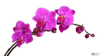 Белая орхидея» картина Авериной Ксении маслом на холсте — купить на  ArtNow.ru