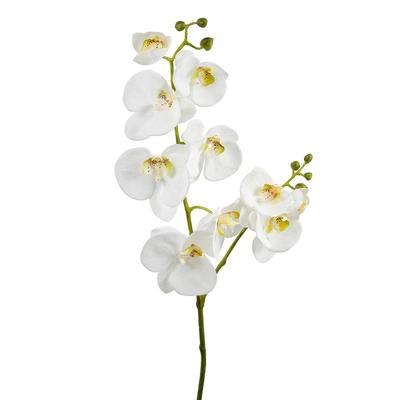 Акварельная орхидея | Пикабу