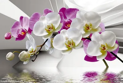 Ботаническая иллюстрация \"Орхидея\" в интернет-магазине Ярмарка Мастеров по  цене 4500 ₽ – SL1LCRU | Картины, Тула - доставка по России