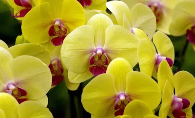 Темно-фиолетовая орхидея купить