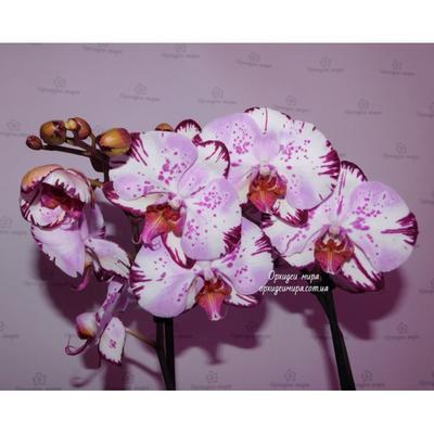 Модульная картина Модуль В дом Абстракция белая орхидея 80x140 см MK50015 -  купить в Москве, цены на Мегамаркет