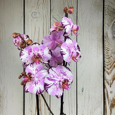 Орхидея Phal. Magic Art - купить, доставка Украина