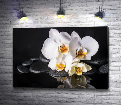 Картина \"Белая орхидея и камни спа на черном фоне\" | Интернет-магазин картин  \"АртФактор\"