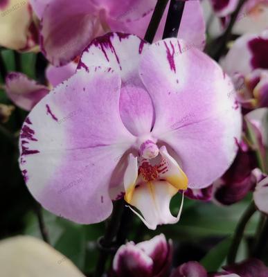 Картины орхидеи купить в интернет-магазине Арт-холст