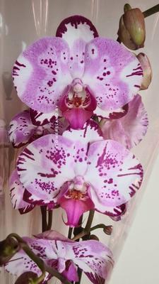 Орхидея фаленопсис Magic Art - удивительный гибрид с необычными цветами.