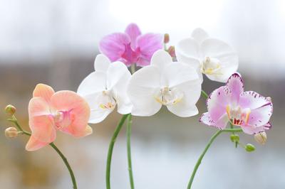 Орхидея Phalaenopsis Art Nouveau (отцвел)