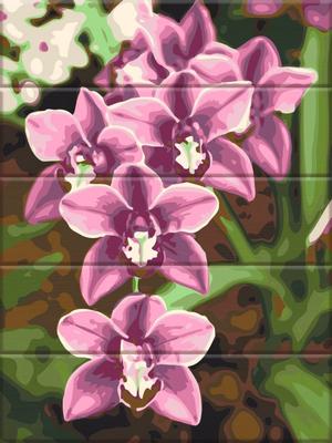 Орхидея Фаленопсис 'Мэджик Арт' | купить в Минске на FlowersLand.by