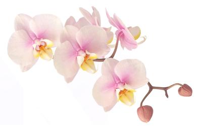 Орхидея Фаленопсис мини арт. 036 | Купить в Минске