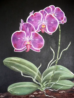 Орхидея рисунок для детей - 25 фото