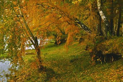 Рассматривание картины И. Остроухова «Золотая осень»