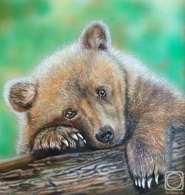 Три медведя» картина Шумаковой Елены маслом на холсте — заказать на  ArtNow.ru
