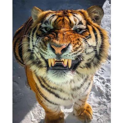 Тигр Аниме Кот Рисунок, тигр, млекопитающее, животные png | PNGEgg