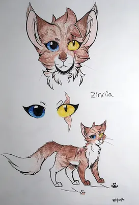 Рисунки котов воителей карандашом аниме. Скачать и распечатать