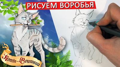 Как Нарисовать Кота Воителя (46 Фото)