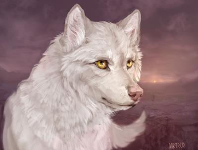 Волк с желтыми глазами - 76 фото