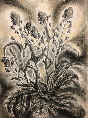 Иллюстрация 10 из 181 для Мой гербарий. Цветы и травы - Анна Васильева |  Лабиринт - книги. Источник: