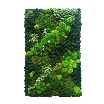 Картина из разных видов мха зеленый - 23 - Special Green