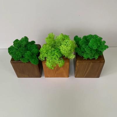 Зеленые картины из стабилизированного мха, цветов и растений: купить в  интернет-магазине Dekoflor