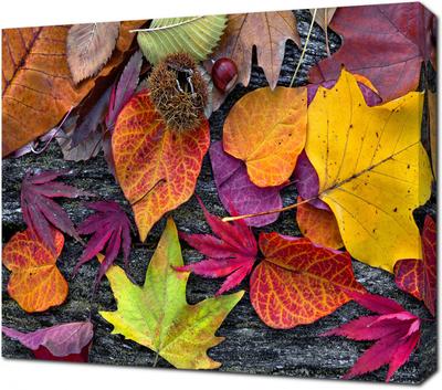 Картина на холсте Абстрактный фон из осенних листьев: - Арт. 170091 |  Купить в интернет-магазине - Уютная стена