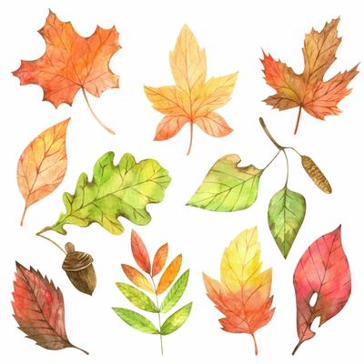 Непрозрачная картина осенних листьев 1 Иллюстрация штока - иллюстрации  насчитывающей изолировано, ботаническую: 156045502