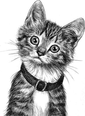 Толстый котик картина по номерам 40х40 Живопись по номерам 19956576 купить  за 596 ₽ в интернет-магазине Wildberries