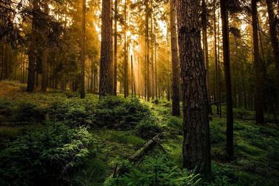 Красивые картинки леса - 77 фото