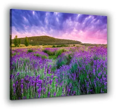 Картины Лаванда \"Цветы лаванды с фиолетовой лентой\" - арт 0120008002 |  Купить в интернет-магазине Фото в дом - Фото в дом
