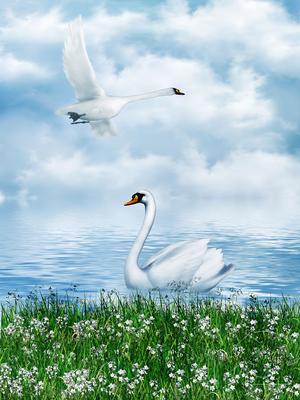 Картины Птицы \"Белые лебеди\" - арт 018050008 | Купить в интернет-магазине  Фото в дом - Фото в дом