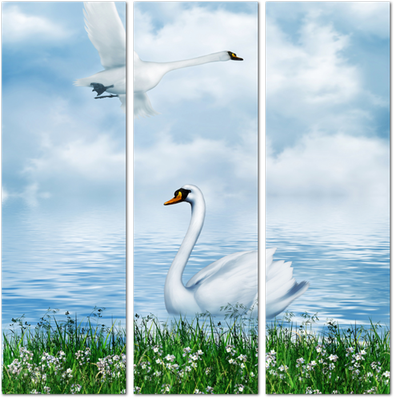 Модульная картина Черный лебедь плывет рядом с белым лебедем: - Арт. 180213  | Купить в интернет-магазине Уютная стена