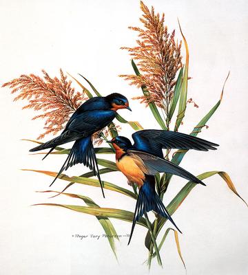 Картины Живой природы. Птицы (109 работ) » Картины, художники, фотографы на  Nevsepic