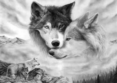 Обои на телефон волк 1080×1920, скачать картинки волки | Zamanilka |  Фотографии животных, Волчак, Лев фотографии