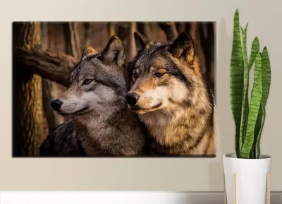 Картина на холсте с волком, искусство, черный волк, белый волк, картина на  холсте, настенные художественные картины для декора гостиной – лучшие  товары в онлайн-магазине Джум Гик