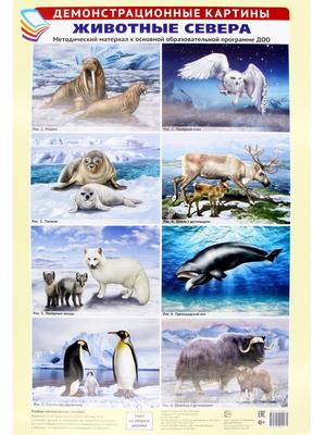 Картинки моя семья животные (44 фото) » Картинки, раскраски и трафареты для  всех - Klev.CLUB
