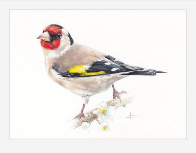 https://www.livemaster.ru/item/34314584-kartiny-i-panno-krasavets-schegol-akvarelnay…  | Animal illustration art, Vintage bird illustration, Art tutorials  watercolor